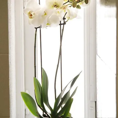 Apartmán Lily *