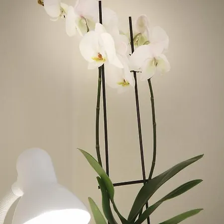 Apartmán Lily *