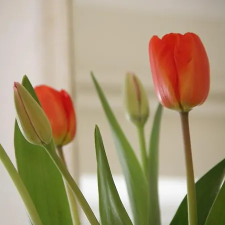 Apartmán Lily Semorile